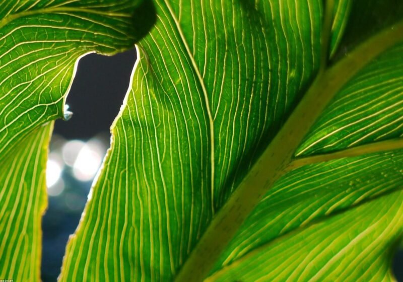 Garden Lanterns: Choose Safe, Useful Outdoor Lighting