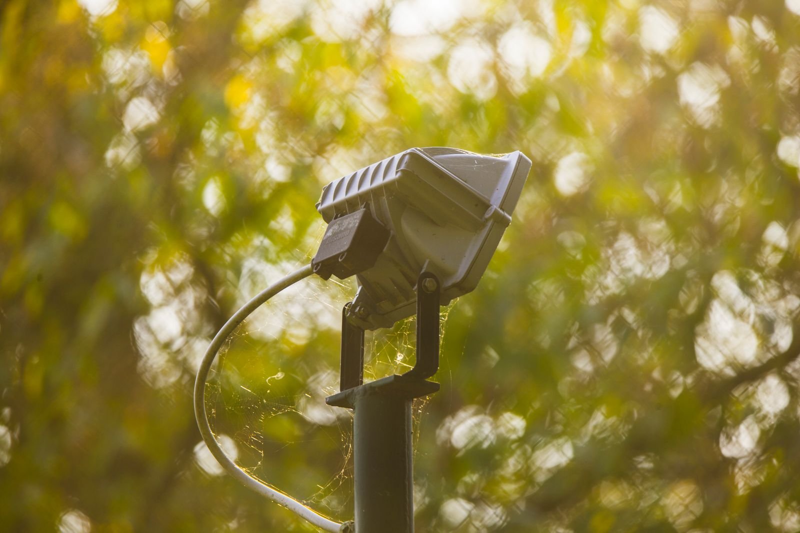Adjustable outdoor garden spotlight aimed into planting