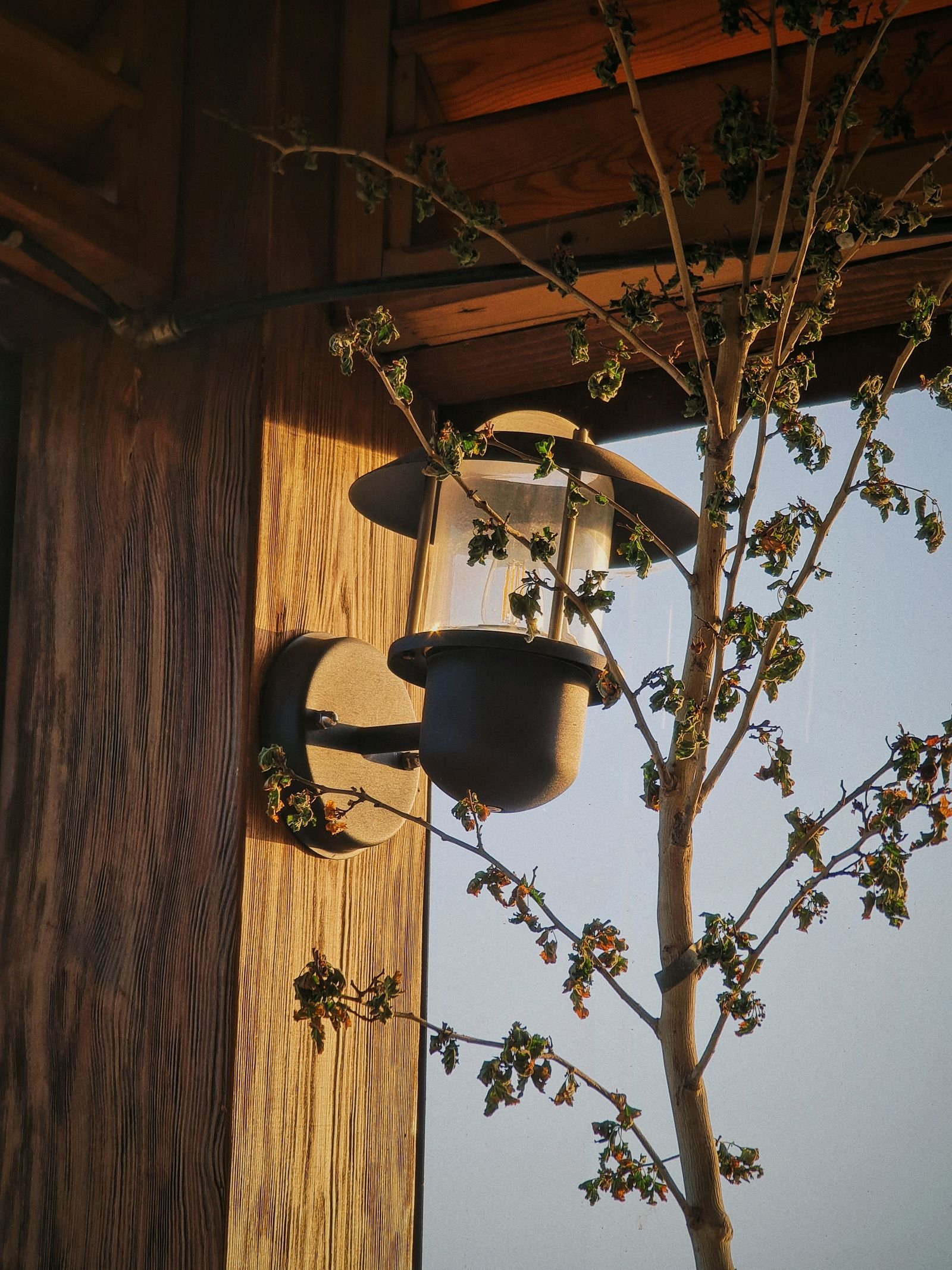 Vintage outdoor lantern fixed to a wooden garden wall